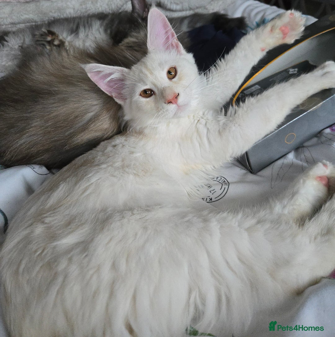 Maine Coon cats for sale: MAINE COON TICA REGISTERED KITTENS READY NOW  - Image 11