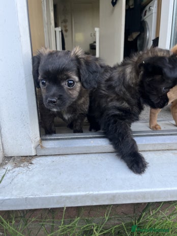 Chorkie dogs - Advert 2