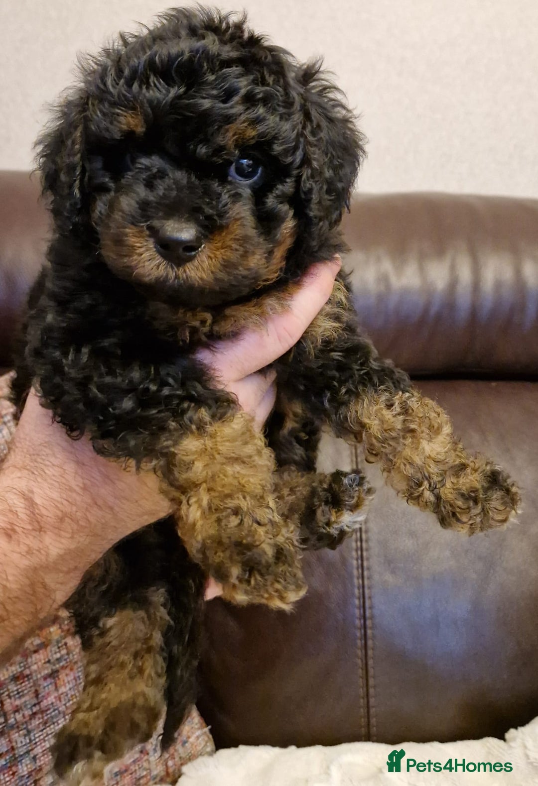 Cavachon dogs for sale: Beautiful Phantom, Sable and Red Cavapoochon Pups - Advert 19