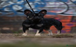 French Bulldog dogs for sale: French bull dog litter available now  - Image 10