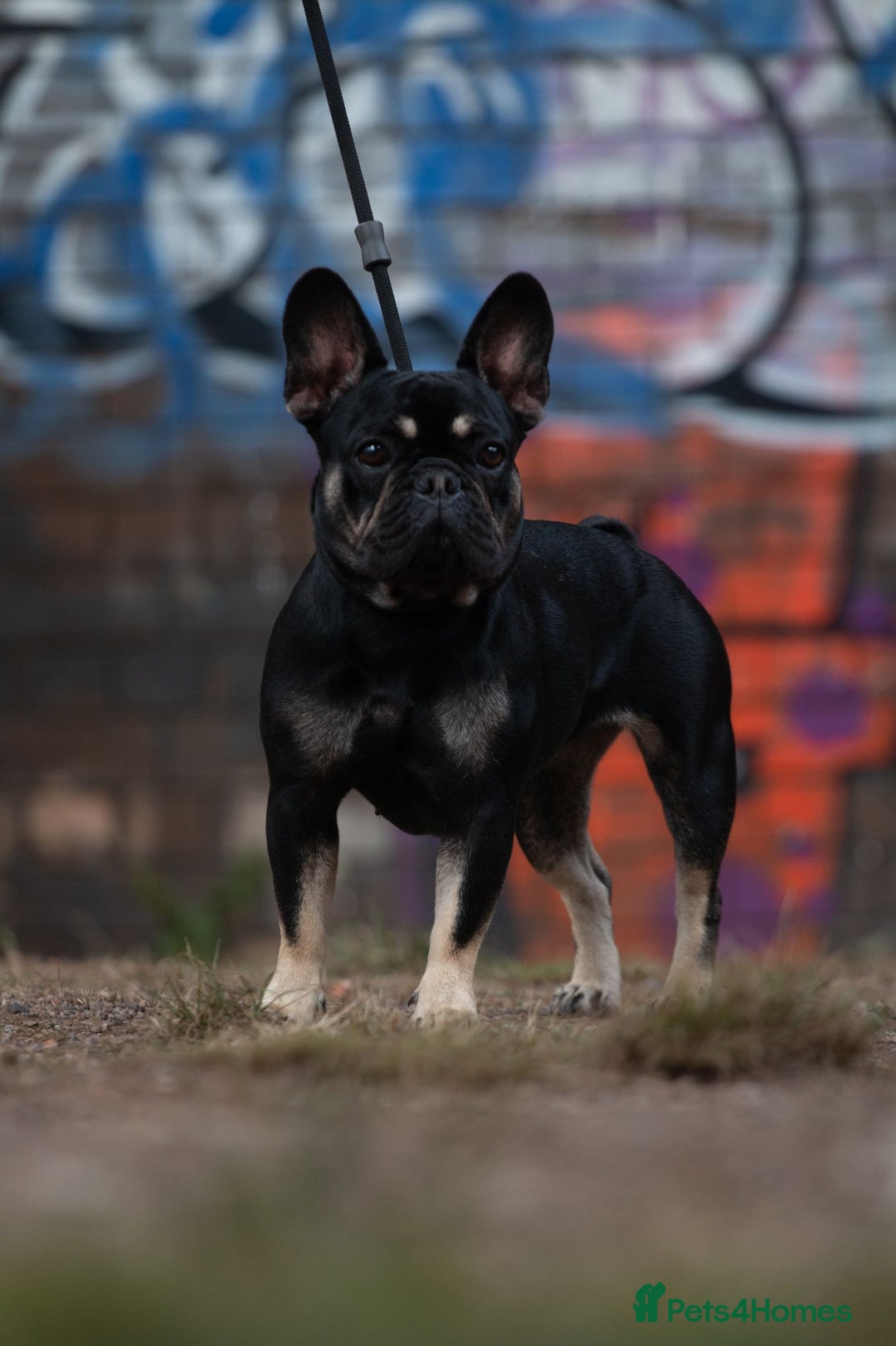 French Bulldog dogs for sale: French bull dog litter available now  - Image 10
