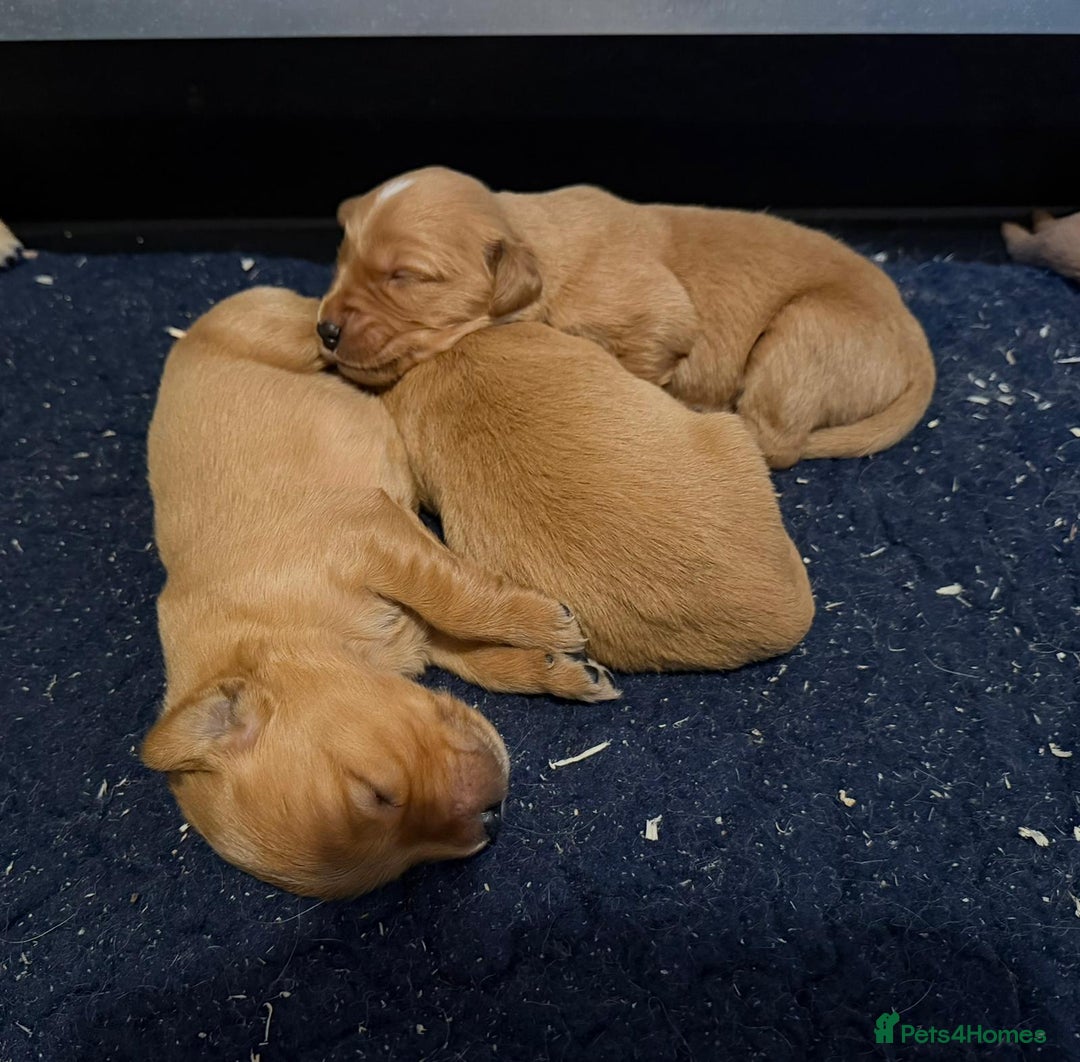 Golden Retriever dogs for sale: Top quality litter - Advert 5