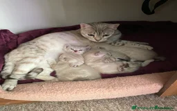 Bengal cats for sale: Pure bred Snow Bengal / Snow Leopard kittens - Image 18