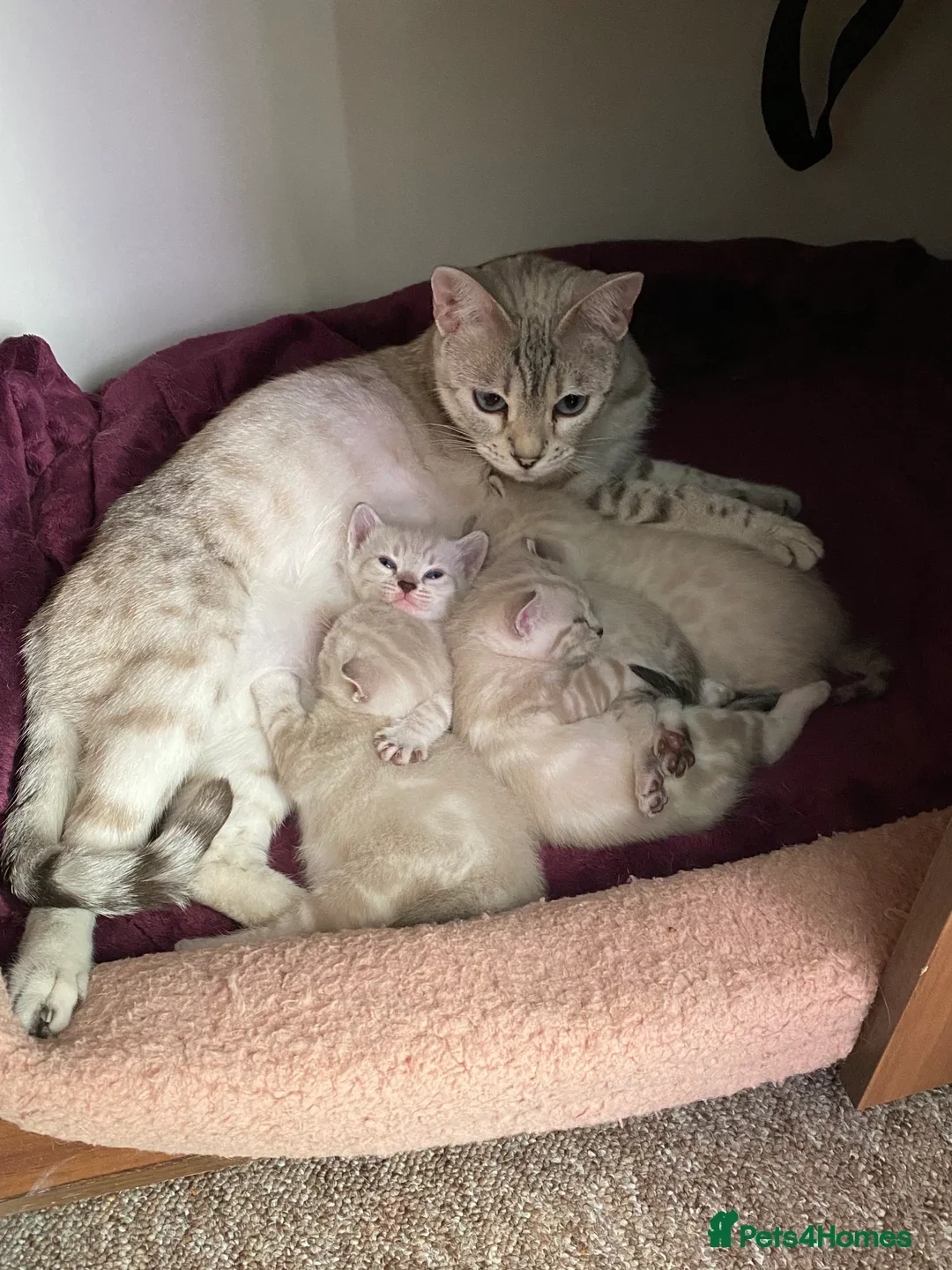 Bengal cats for sale: Pure bred Snow Bengal / Snow Leopard kittens - Image 18