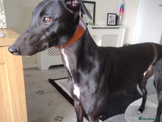 Greyhound dogs - Advert 1