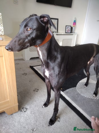 Greyhound dogs - Advert 1