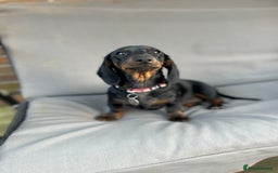 Miniature Dachshund dogs for sale: KC Registered Miniature Dachshund Puppies For Sale - Image 6