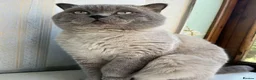 British Shorthair cats for sale: Ready for reservations British  - Advert 12