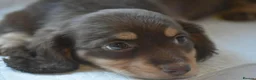 Miniature Dachshund dogs for sale: Stunning Long-haired Miniature Dachshund Puppies in Paisley - Advert 5