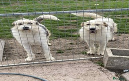 Mixed Breed dogs for adoption: Hershey ( and brother Harley )  - Advert 16