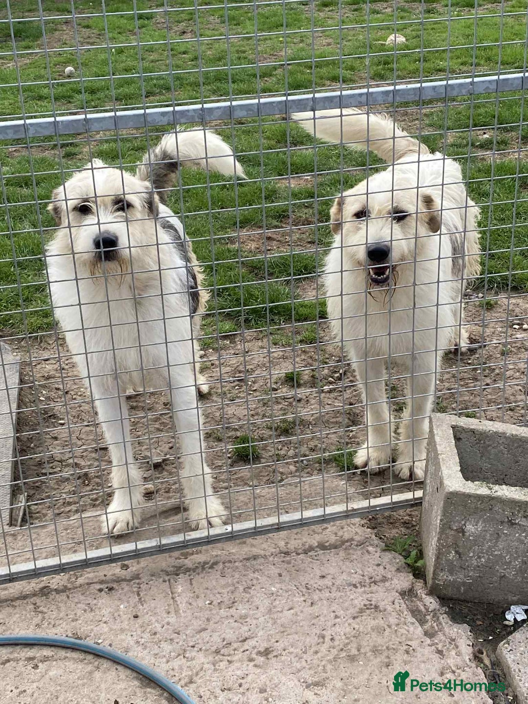 Mixed Breed dogs for adoption: Hershey ( and brother Harley )  - Advert 16