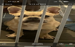 French Bulldog dogs for sale: 14 month fawn merle frenchbulldog DWKCREGISTERED  - Image 2