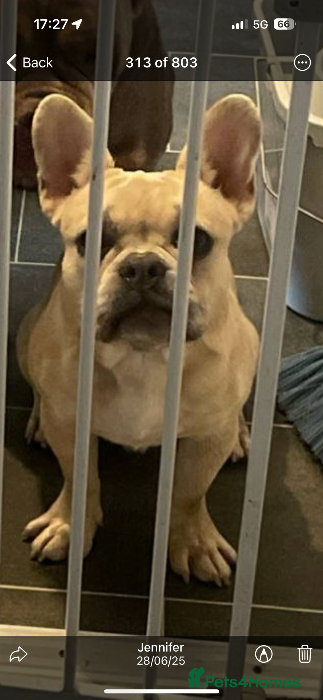 French Bulldog dogs for sale: 14 month fawn merle frenchbulldog DWKCREGISTERED  - Image 2