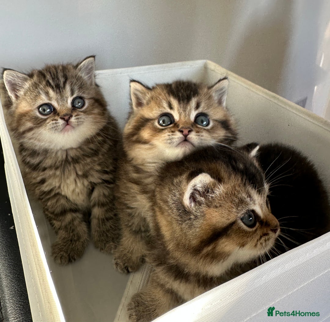 British Shorthair cats for sale: Gorgeous Brown Tabby BSH Kittens - Advert 1