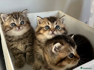 British Shorthair cats Gorgeous Brown Tabby BSH Kittens - Advert 1