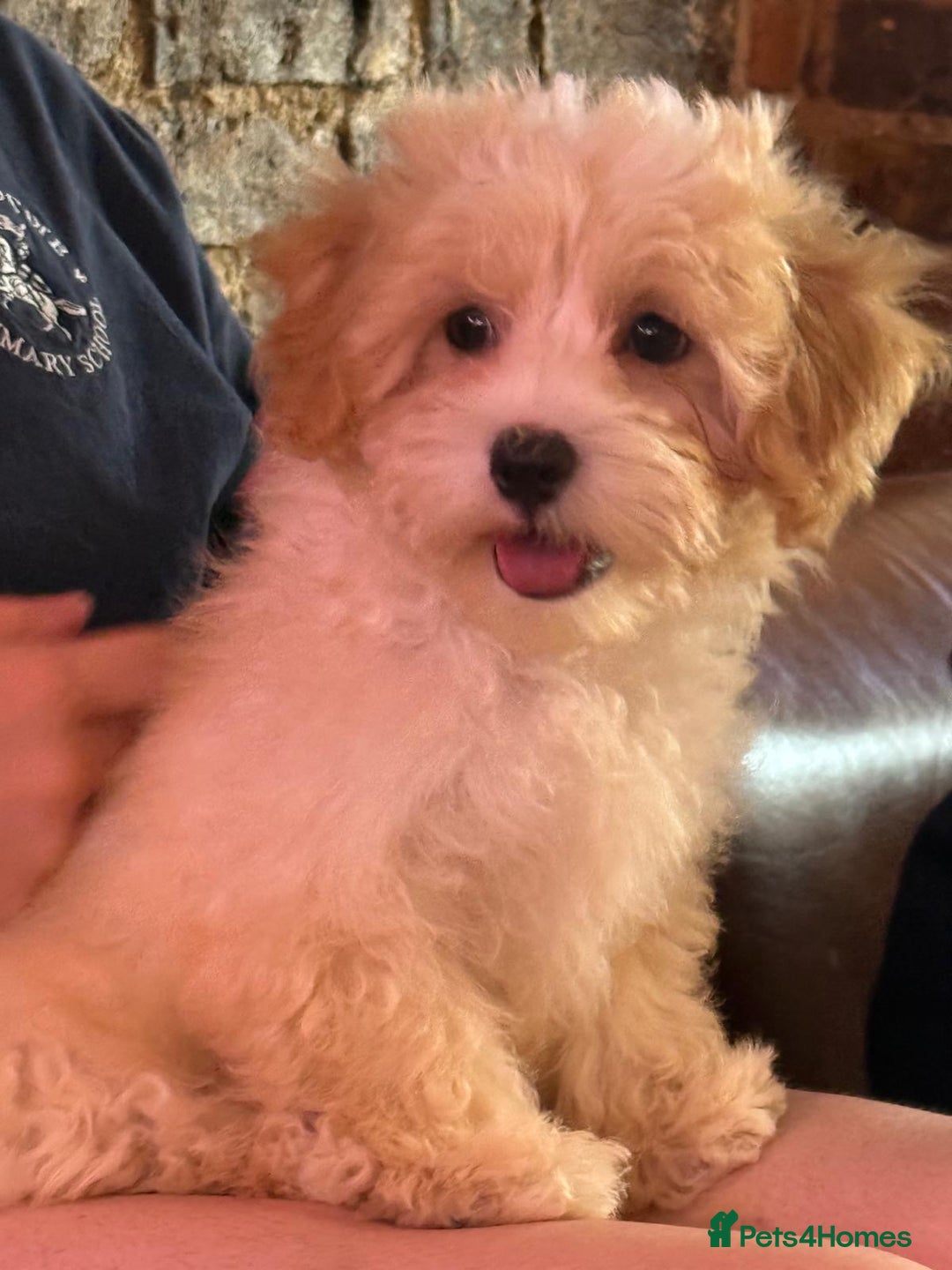Maltipoo dogs for sale: Adorable Red & Biscuit Girl Maltipoo Puppies in Battle - Image 2