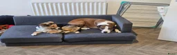 Mixed Breed dogs for stud: Stud Border Collie x Jack Russel  in Watlington - Advert 6