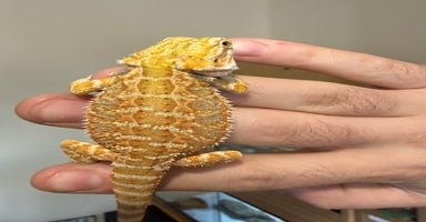 Bearded Dragon reptiles - Advert 8