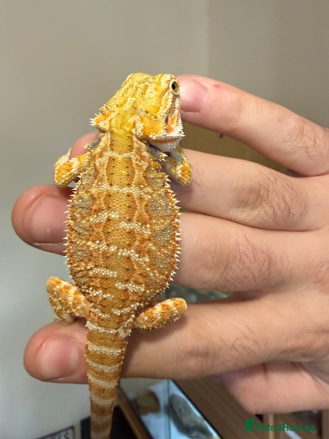 Bearded Dragon reptiles for sale: Last 3 baby dragons AVAILABLE NOW  - Image 2