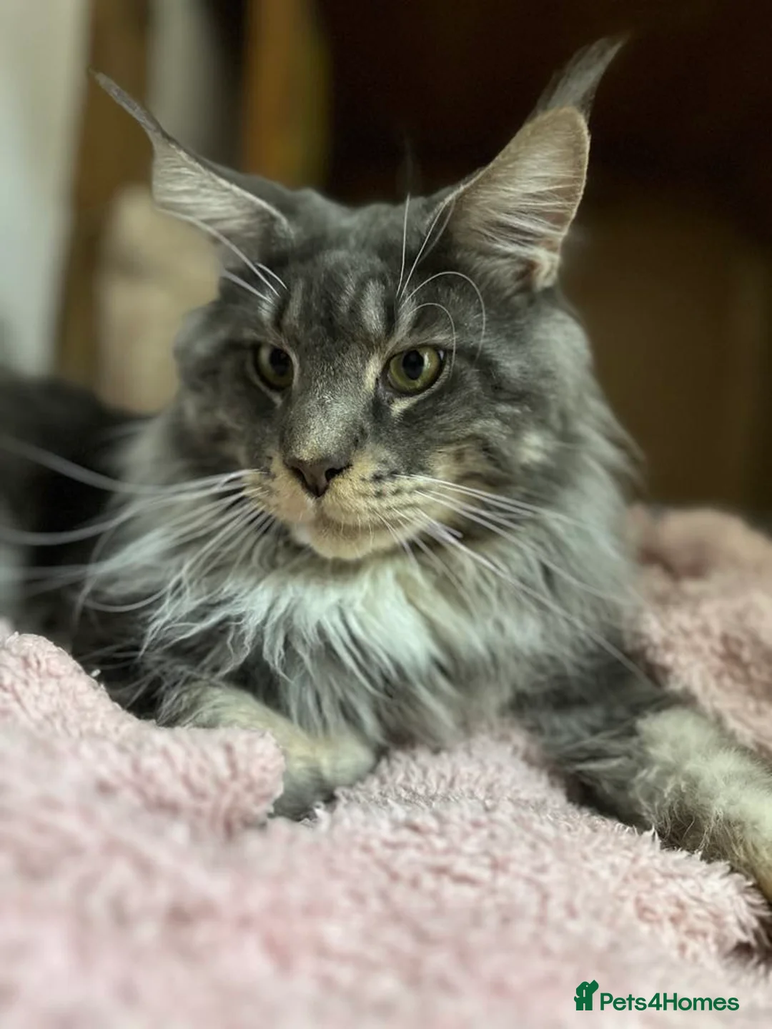 Maine Coon cats for stud: Maine Coon Proven Stud, GCCF & TICA in Hereford - Advert 5