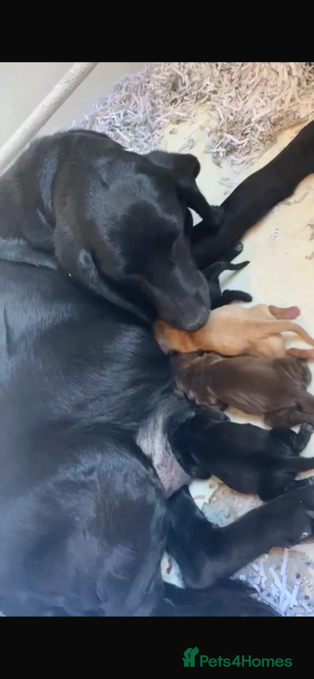 Labrador Retriever dogs for sale: Beautiful Labrador puppies  in Stoke-on-Trent - Advert 1