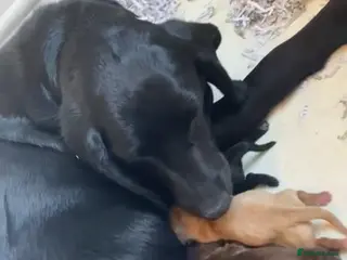 Labrador Retriever dogs Beautiful Labrador puppies - Advert 2