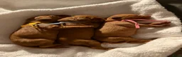 Hungarian Vizsla dogs for sale: Dual purpose Hungarian wirehaired Vizsla puppies - Advert 22