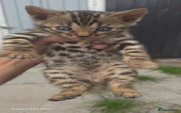 Bengal cats for sale: 5 females 1 male snow bengal kittens  - Image 3