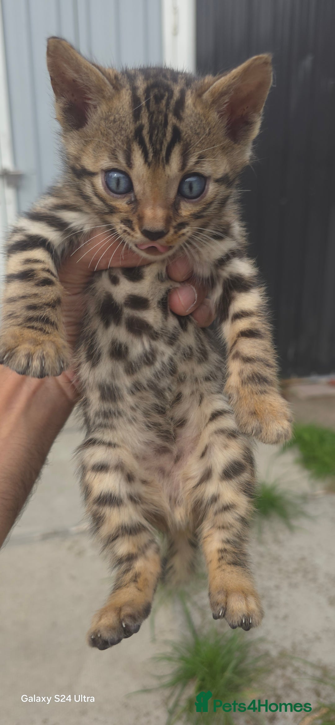 Bengal cats for sale: 5 females 1 male snow bengal kittens  - Image 3