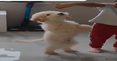 Miniature Poodle dogs Perfect  puppy/ KC reg miniature poodle  - Advert 3