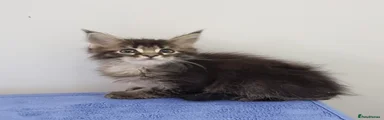 Maine Coon Kitten 10