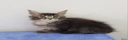 Maine Coon cats for sale: GCCF registered pedigree Maine Coon Kittens  - Advert 20