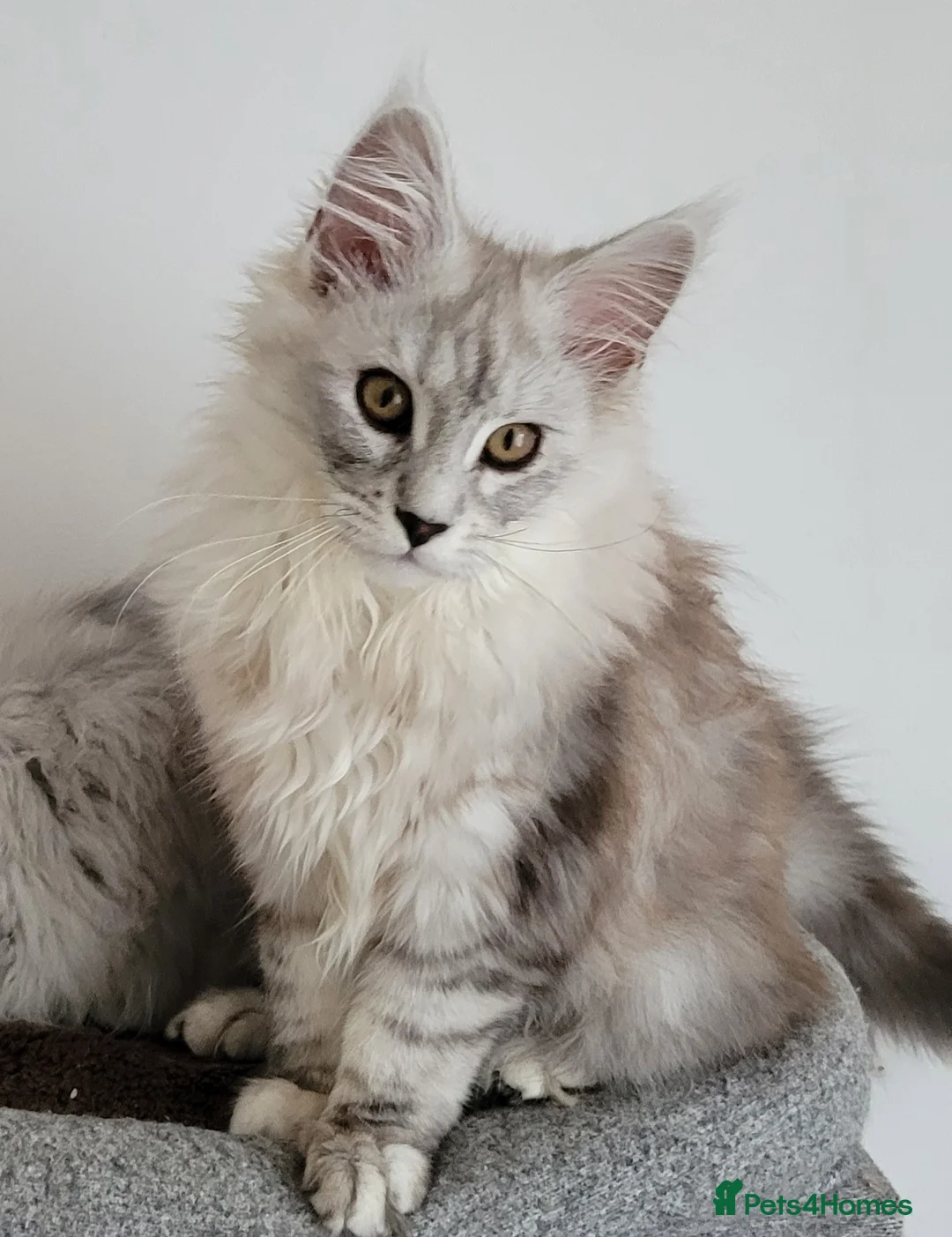 Maine Coon cats for sale: Adult maine coon female - Advert 1