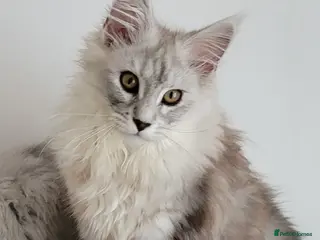 Maine Coon cats Adult maine coon female - Advert 7