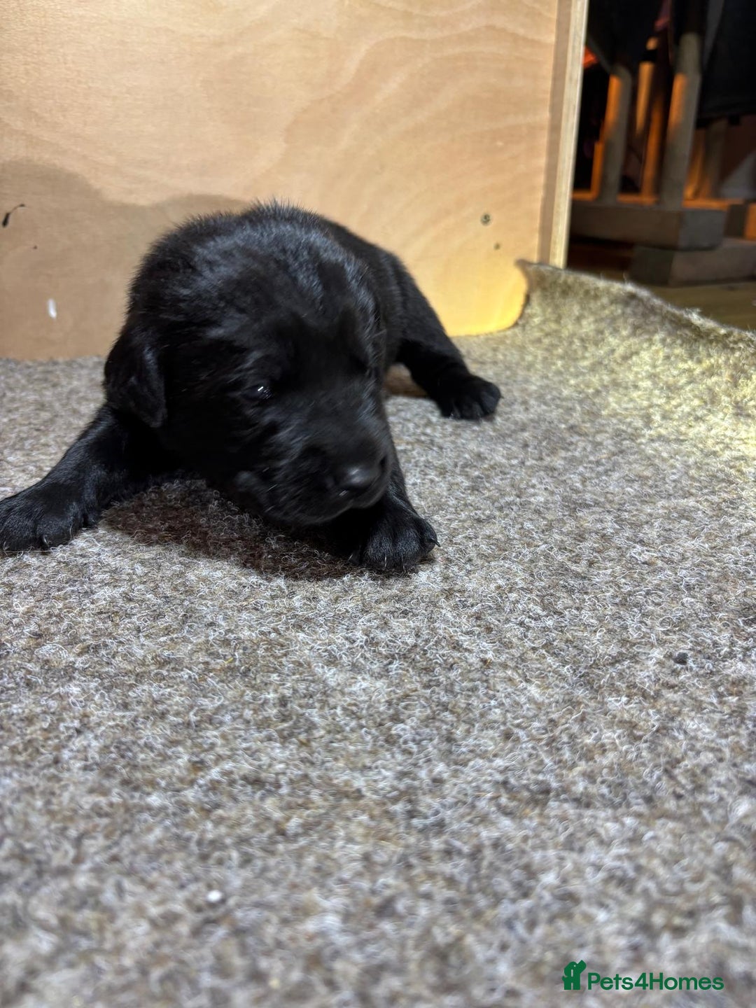 Labrador Retriever dogs for sale: Labrador Puppies – Black & Chocolate  - Advert 11