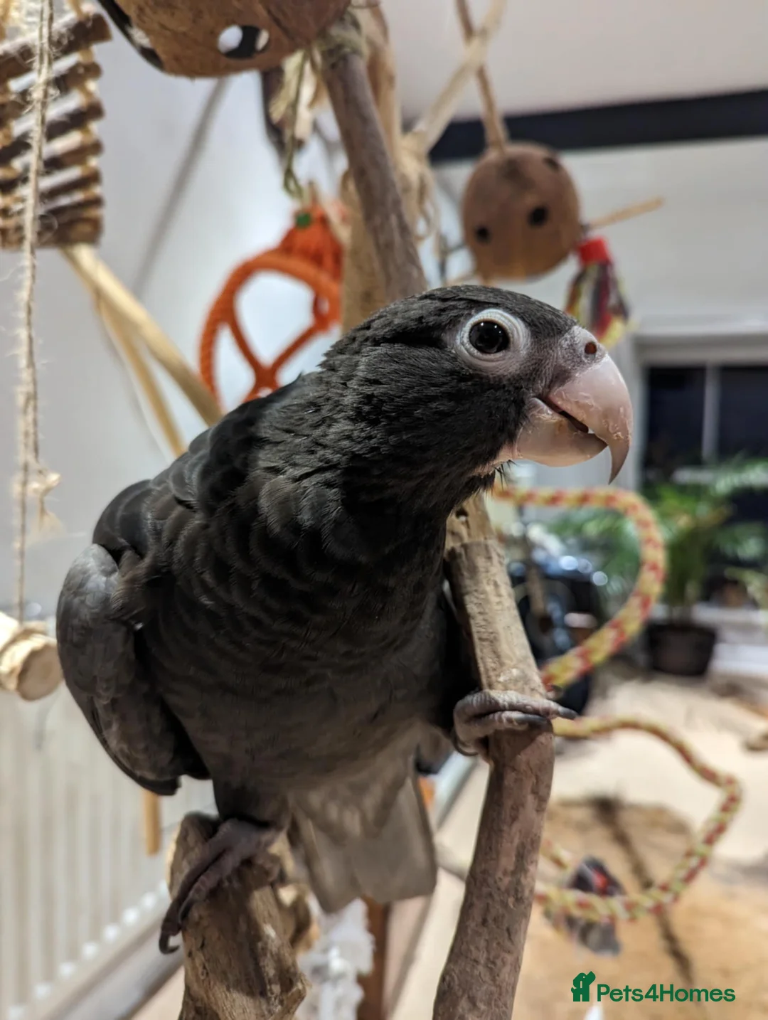 Parrots birds for sale: Greater Vasa Male in Buxton - Advert 1