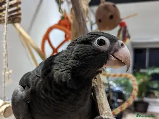 Parrots birds Greater Vasa Male - Advert 1