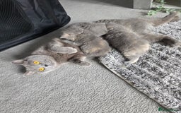 British Shorthair cats for sale: *READY NOW*Stunning bsh for sale (1 BOY 💙) - Image 8