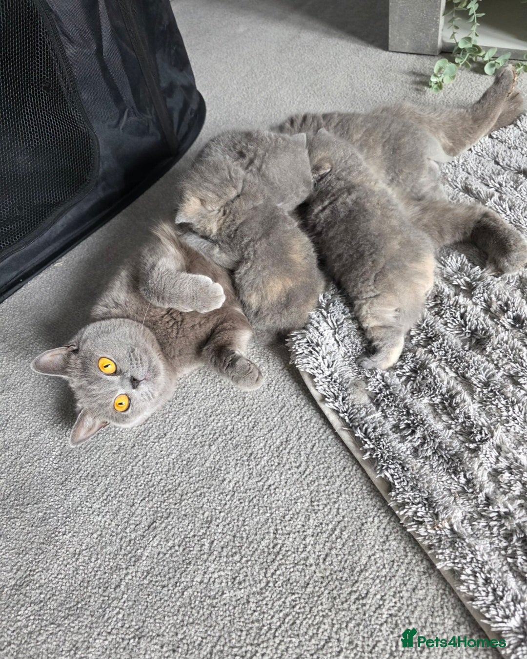 British Shorthair cats for sale: *READY NOW*Stunning bsh for sale (1 BOY 💙) - Image 8