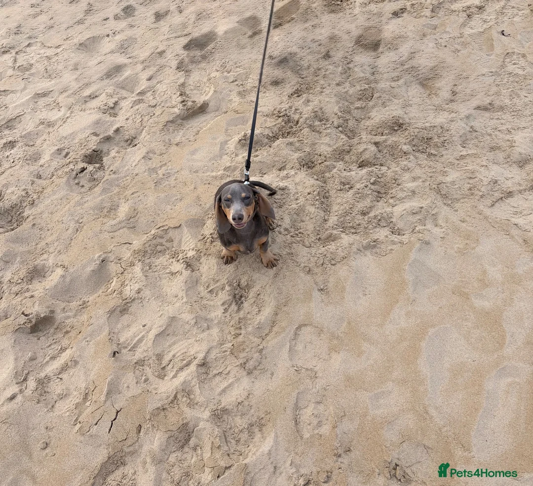Dachshund dogs for sale: Dauchund in Tredegar - Advert 7