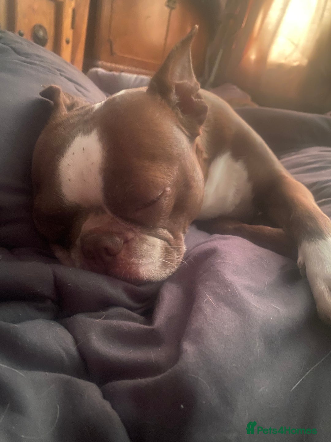 Mixed Breed dogs for sale: 🤩 mum kc boxer dad mini boxer 5 pups rare 🤩 - Advert 4