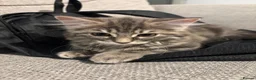 Mixed Breed cats for sale: Grey and white kittens in Preston - Advert 7