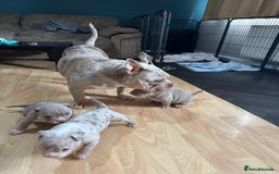 American Bully dogs for sale: American pocket bully pups for sale top Quality  - Image 11