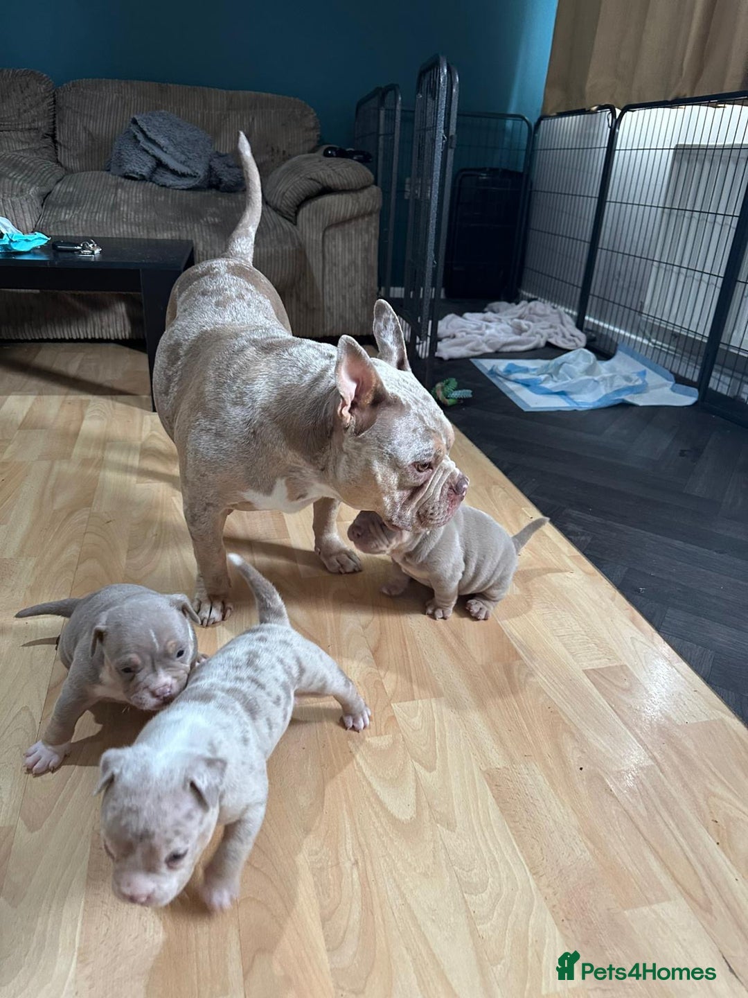 American Bully dogs for sale: American pocket bully pups for sale top Quality  - Image 11