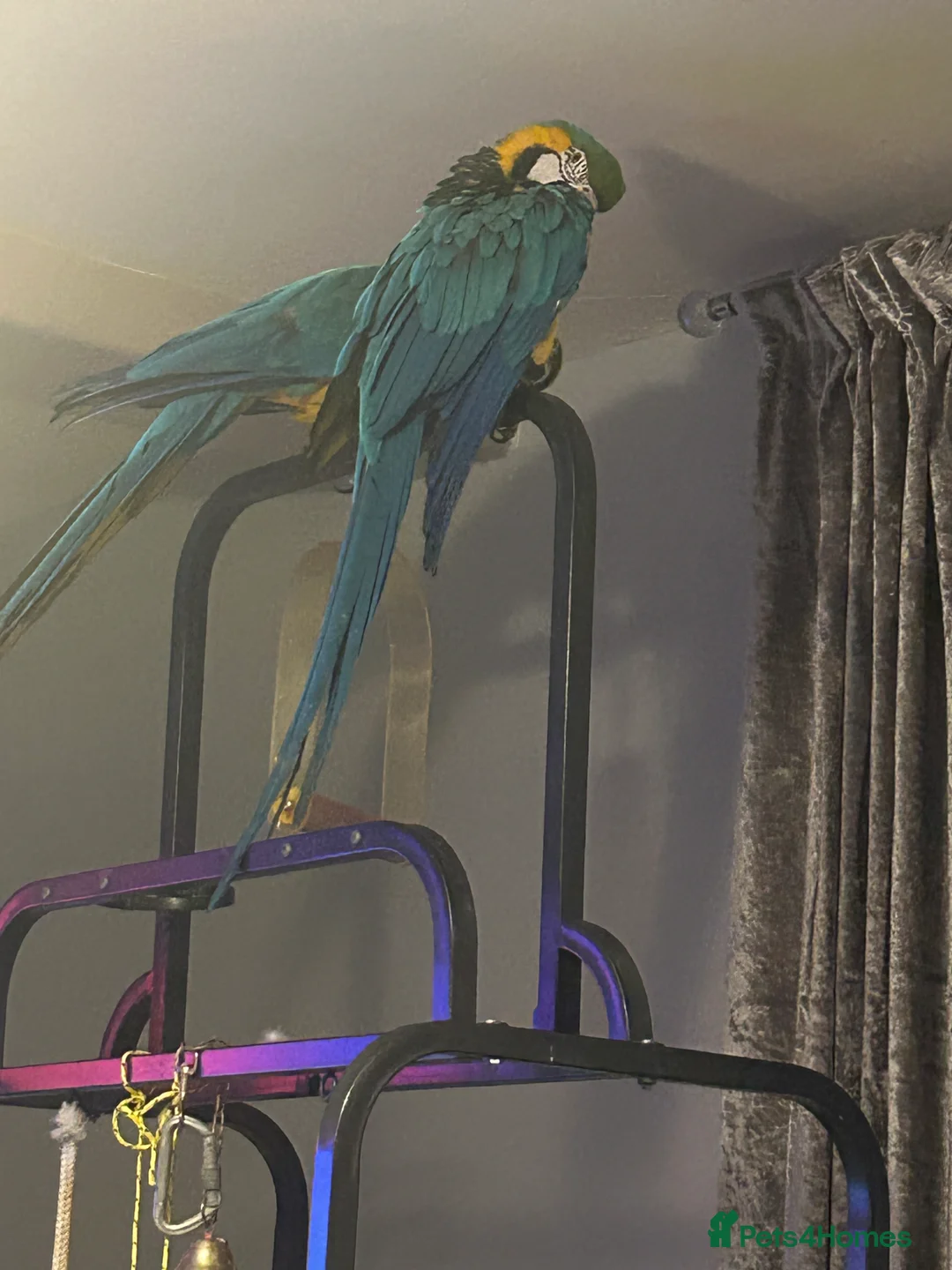 Macaws birds for sale: Macaws  - Advert 2