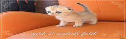 Scottish Fold cats for sale: Scotish Fold Kittens - Advert 3