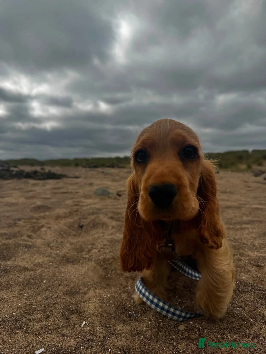 Cocker Spaniel dogs for sale: Show cocker spaniel puppy  - Advert 2