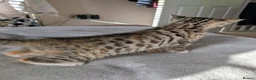 Mixed Breed cats for sale: Beautiful half Bengal kittens - Advert 14
