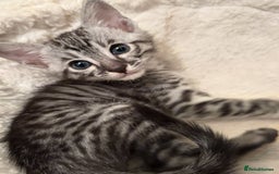 Savannah cats for sale: Gorgeous Female SBT kittens - Image 4