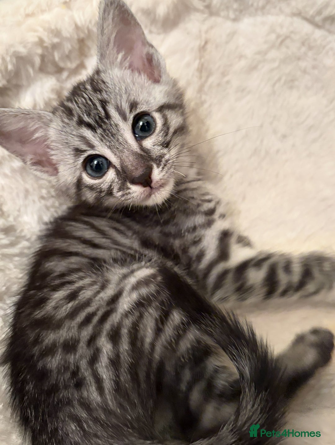 Savannah cats for sale: Gorgeous Female SBT kittens - Image 4